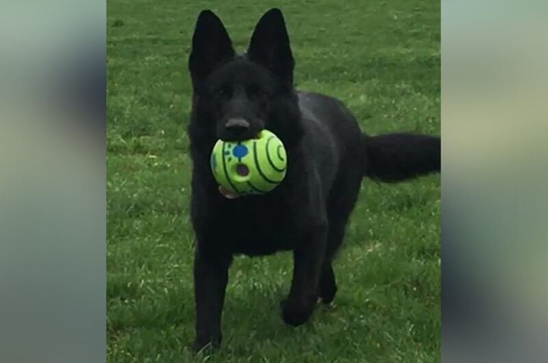 Families Looking For German Shepherds For Sale Families Looking For German Shepherds For Sale
