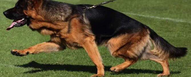 German Shepherd Breeders Support Police Work