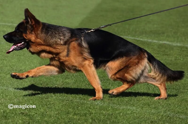 German Shepherd Breeders Support Police Work German Shepherd Breeders Support Police Work