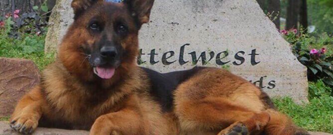 German Shepherd Dogs From Puppyhood To Adulthood