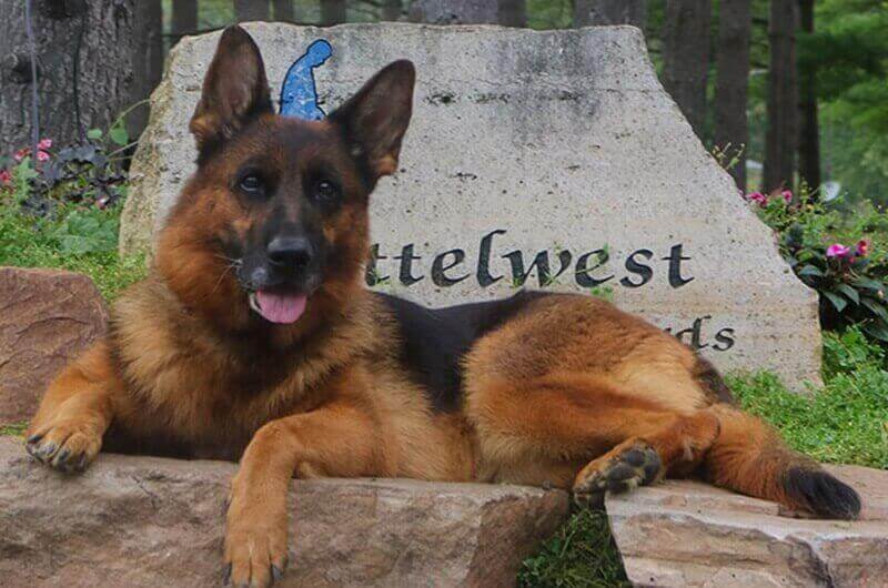 German Shepherd Dogs From Puppyhood To Adulthood German Shepherd Dogs From Puppyhood To Adulthood