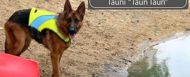 How To Know The Average Weight Of A Female German Shepherd