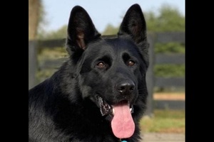 Top German Shepherd Breeders In IL
