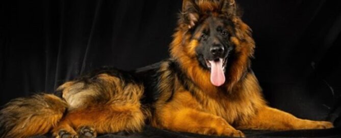 Understanding The German Shepherd Lifespan