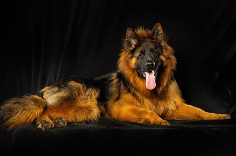 Understanding The German Shepherd Lifespan Understanding The German Shepherd Lifespan