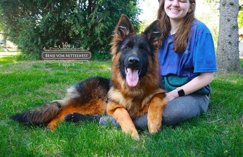 Affectionate Female German Shepherd Bonding With Her Family