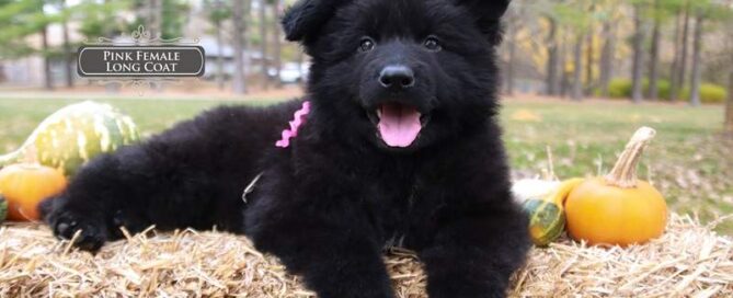 Black German Shepherd Adapt To Apartment Life