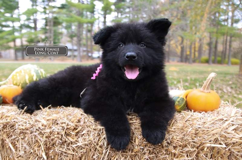Black German Shepherd Adapt To Apartment Life
