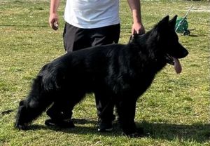 Black German Shepherd Good For Small Apartment Living