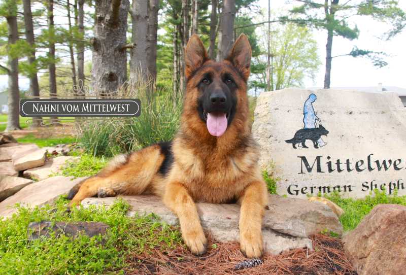 Choosing A Male Or Female German Shepherd For Your Family