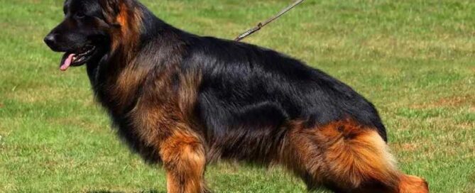 Exercise Advice For Aging German Shepherds At Home
