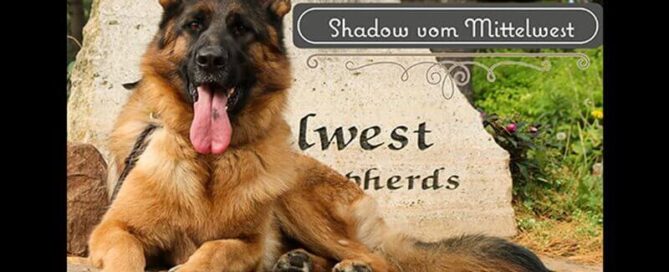 Intelligent Female German Shepherd With Watchful Gentle Nature