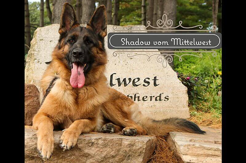 Intelligent Female German Shepherd With Watchful Gentle Nature Intelligent Female German Shepherd With Watchful Gentle Nature