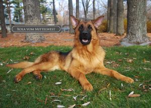 Male German Shepherd Or Female German Shepherd Which To Pick