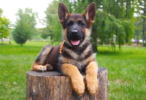 Training A Working Line German Shepherd For Protection Work