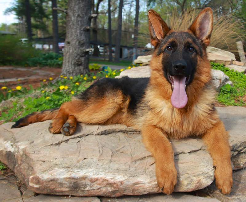 Working Line German Shepherd Is Ideal For Guarding Homes