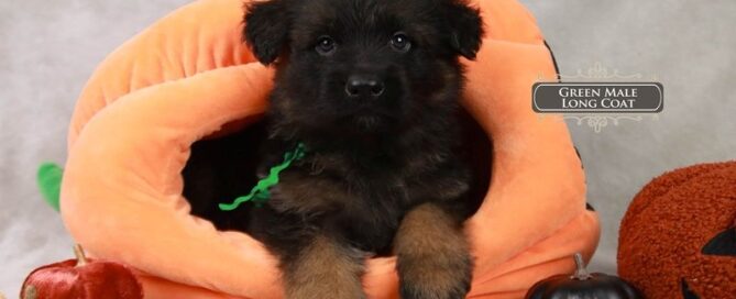 Best Puppy Food Guide For German Shepherd Growth