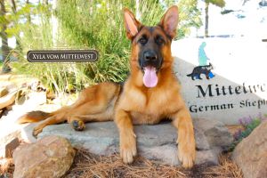 German Shepherds In Safe Family Environments