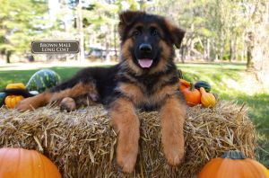 German Shepherds Puppy Coat Timeline Explained