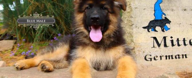 Grooming For German Shepherds Puppies