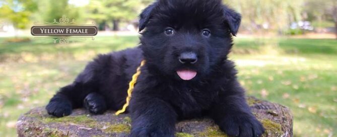 Black German Shepherd For Sale The Right Choice For You