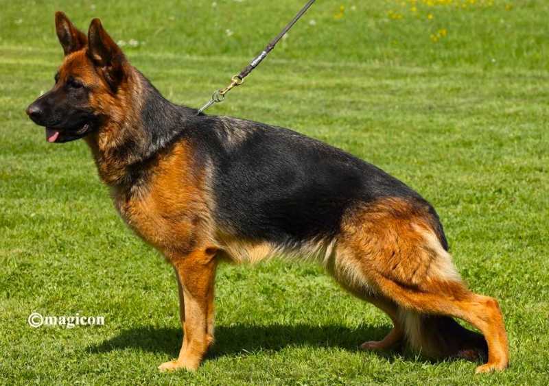 Common Traits Of The German Shepherd Dog Breed Explained