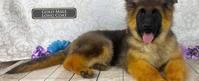 Exercise Needs Of Long-Haired German Shepherd Puppies