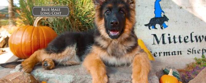 Find Loyal Trained Long-Haired German Shepherd Puppies Today