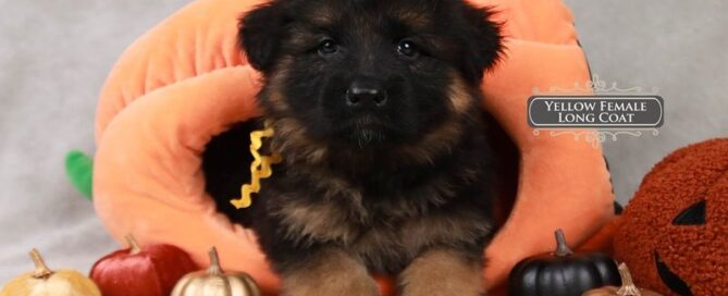German Shepherd Puppies Baby Teeth Timeline Explained
