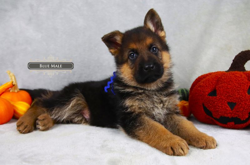 German Shepherd Puppies Per Litter Explained