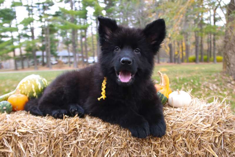 How Long Do German Shepherd Puppies Bite A Lot