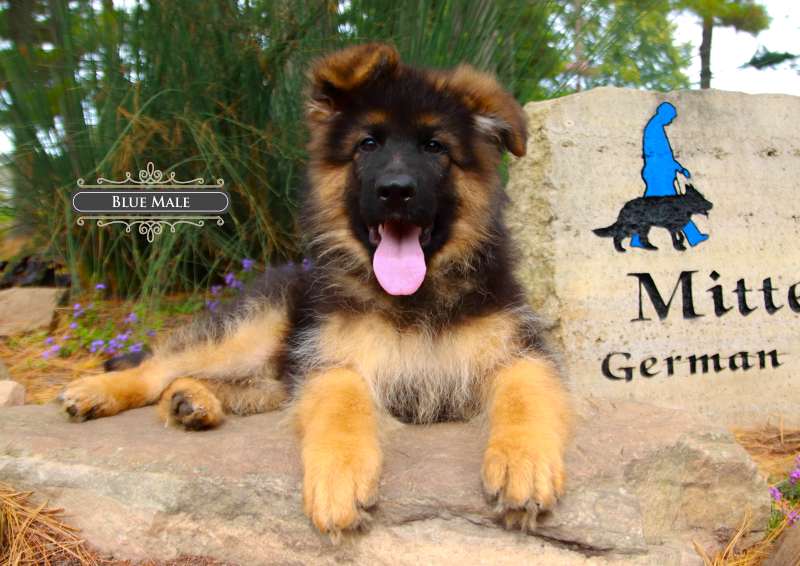 Long Haired German Shepherd Puppy Training Tips