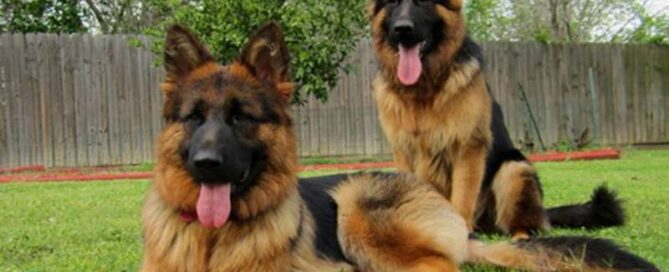 Long Haired German Shepherd Training Stages By Age