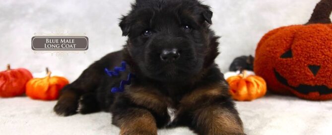 Male Or Female German Shepherd Puppies Which Is Right For You