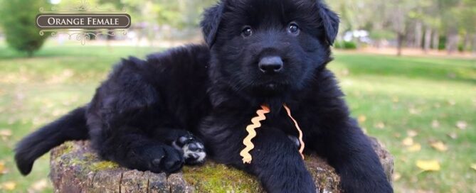 Trained Black German Shepherds For Family Protection