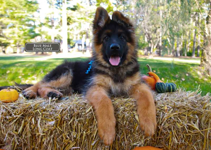 Trained Long-haired German Shepherd Puppies Full Of Love