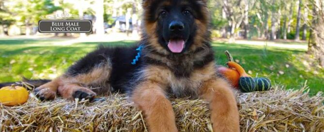 Training German Shepherd Puppies Not To Bite