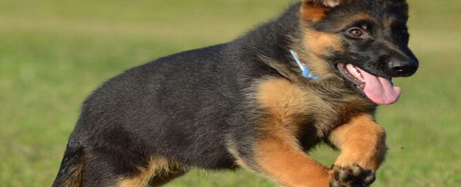 German Shepherd Running Speed And Stamina Tips For Illinois Homes