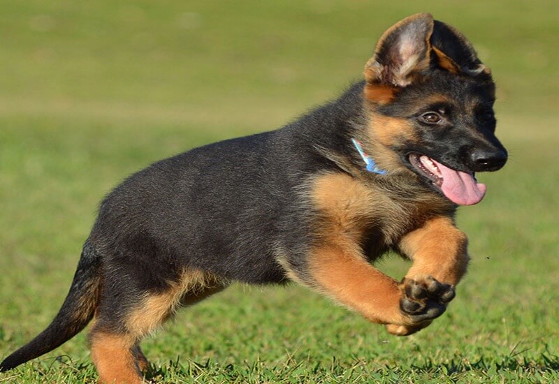 German Shepherd Running Speed And Stamina Tips For Illinois Homes German Shepherd Running Speed And Stamina Tips For Illinois Homes