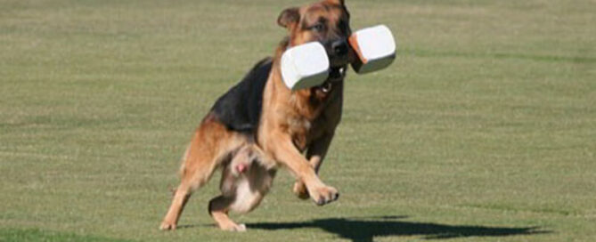 Recommended German Shepherd Exercise In Wonder Lake