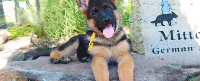 Age German Shepherd Puppy Ears Stand Up For Illinois Families