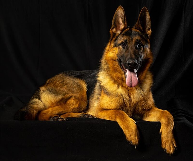Best German Shepherd Colors For Families In Wonder Lake Illinois