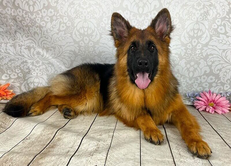 Choosing Neuter Age For A German Shepherd In Wonder Lake