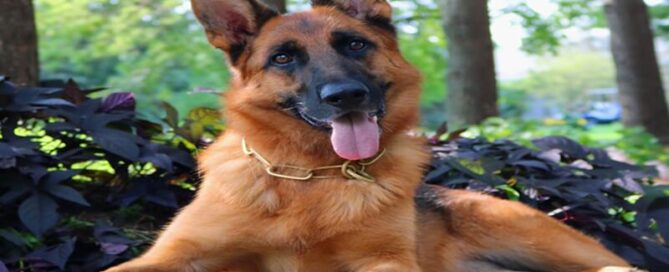 German Shepherd Colors & Temperament Guide For Illinois Owners