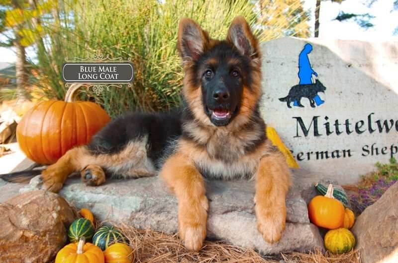 German Shepherd Age & Weight Feeding Tips For Wonder Lake Homes