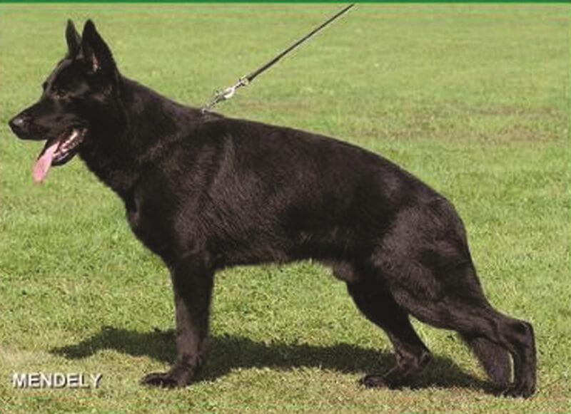 German Shepherd Colors & Breed Facts For Wonder Lake Dog Owners