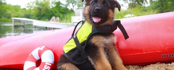 German Shepherd Feeding Chart By Age & Weight For Wonder Lake Owners