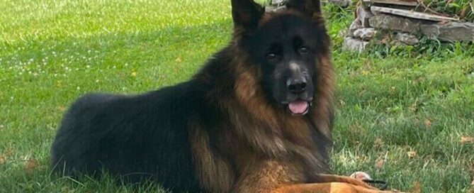 German Shepherd Police Dog Training Tips For Wonder Lake Owners