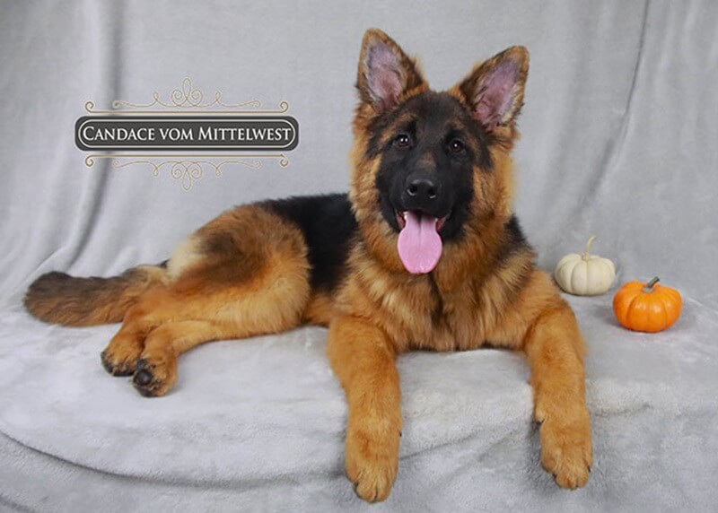 Illinois Guide To When German Shepherd Puppy Ears Stand Up