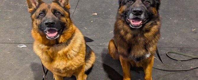 Tips To Socialize Your German Shepherd Around Wonder Lake